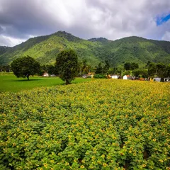 A sunflower field at the base of Gopalaswamy Betta. This view shows the vibrant agricultural landscape that surrounds the well-known hill temple.