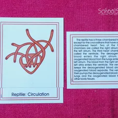 The heart of a reptile. Through these materials, children trace the evolution of life, seeing patterns in nature.