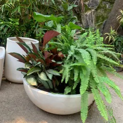 Creating a mixed planter arrangement at the nursery. I'm combining plants with different colors and textures, like ferns and caladiums, for a client.