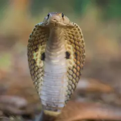 The Indian Spectacled Cobra, a snake that commands both reverence and fear. Through my photography, I aim to go beyond the fear and show the incredible beauty and importance of these reptiles, which are so vital to our natural world.