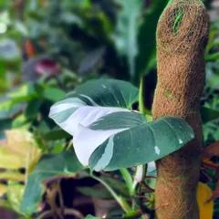 Ain't that a pretty sight. A close-up of a Philodendron White Knight, a rare plant prized for its beautiful white variegation on dark green leaves.