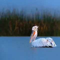 The Dalmatian Pelican, with its wonderfully disheveled crest, reminds me of a certain politician's hairstyle. I captured this one in the beautiful morning light on Nalsarovar lake, its form standing out against the deep blue water.
