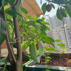 Fresh sapota, also known as chikoo, growing on a terrace with the Mumbai skyline in the background. We ensure even fruit trees get the right pot size and nutrition to thrive in urban environments.