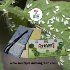 Our Attract Yellow Sticky Traps are a simple and effective tool for managing flying pests like whiteflies and aphids. The bright yellow color lures them in, trapping them on the non-toxic adhesive surface and keeping your plants safe.