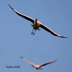 A flamingo in flight, coming straight towards the camera. Seeing them soar with their wings spread wide is a breathtaking sight. This shot captures the power and elegance of their flight against a clear blue sky.
