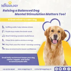 A tired mind equals a calm dog. Physical exercise is important, but mental stimulation like sniffing walks and puzzle toys is just as crucial for raising a balanced, happy dog.