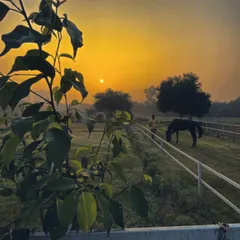 This is the view that greets us and our animal guests each morning. Our 4.5-acre farm provides a serene, natural setting that serves as a true escape from the noise and confinement of city life.
