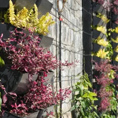 A close-up of a vertical garden, showing how different colors and textures of plants, like these yellow and red varieties, can be used to create living patterns on a wall.