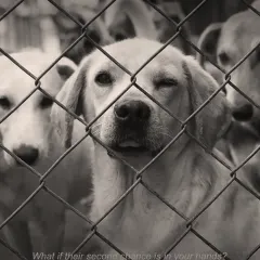 "What if their second chance is in your hands?" This powerful image of a winking dog behind a fence serves as a poster for our documentary, asking a question we hope inspires action and adoption.