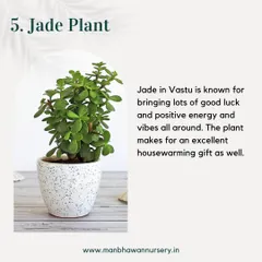 According to Vastu, the Jade Plant invites positive energy and good luck, making it an excellent housewarming or office-warming gift. It's a beautiful, low-maintenance succulent that thrives in a variety of indoor settings.