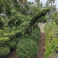 A large rabbit topiary, with its ears perked up, stands in a row at my nursery. This piece shows the level of detail and character I can achieve with living plant sculptures, making it a charming addition to any garden.