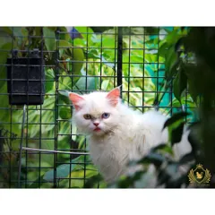 This stunning white cat with one blue eye and one golden eye, a condition called heterochromia, peeks through the safety mesh of our catio. We ensure our cats can enjoy the outdoors without any of the risks.