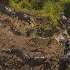 Capturing the Great Migration is about freezing chaos into a story of survival. Here, a lion charges into a herd of wildebeest, and every element tells a tale of instinct and power. My Sony Alpha 1, shooting at 30 fps, allowed me to stop time, capturing the flying hooves and dust, turning a split-second event into a timeless narrative.