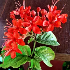 This is the Clerodendrum spendens, a beautiful vine with vibrant red flowers. It's a fantastic choice for adding a cascade of color to a trellis or pergola.