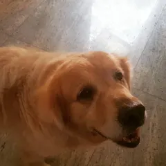 The gentle, trusting eyes of a senior dog. My approach to senior care focuses on maintaining their quality of life through tailored nutrition, appropriate exercise, and a deep understanding of their changing needs.