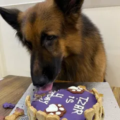 That first taste is always the most exciting. Tzar the German Shepherd enjoys his custom-made birthday cake, which is completely free of sugar and salt.