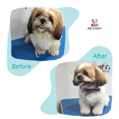 The pup-arazzi caught this amazing makeover! We gave this adorable dog a fresh new look, trimming away the excess fur for a clean, happy, and photo-ready appearance.