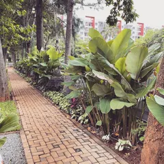 A winding brick pathway meanders through a densely planted section of the farmhouse property. Lined with tall trees and large-leaf tropical plants, this walkway creates an immersive experience of walking through a private woodland.