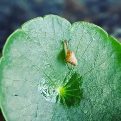 We found this tiny snail on a leaf in our garden. The children gathered around with a magnifying glass to observe its delicate shell and slow movement. These small, spontaneous moments spark so much curiosity and respect for all living things.