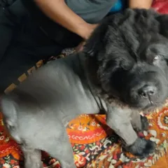 A side view of the Chow Chow with a lion cut. You can see the detail in the mane around the head, while the body is trimmed short for comfort.