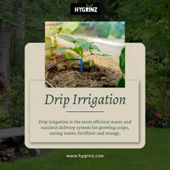This graphic explains the benefits of drip irrigation. It's the most efficient way to deliver water and nutrients directly to the plant's roots, saving water, fertilizer, and energy.