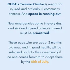 These puppies are healthy and about 3 months old, but our Trauma Centre is running out of space for new emergencies. They will have to be released if no one comes forward to adopt them.