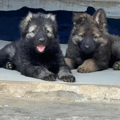 Two puppies from the Karma x Renzo "Wolf Pack" litter. Notice the variation in coat and the consistent, strong build. These pups are bred to be versatile working dogs.
