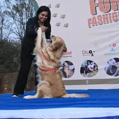 A beautiful Golden Retriever, Hiedi, showing off a trick on stage during the fashion show. These events are not just about outfits but also about celebrating each dog's unique personality.