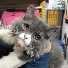 A quiet moment with Chiku. You can see the trust in his eyes. Building a positive relationship with each animal is fundamental to the care I provide.
