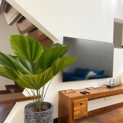 A beautiful Ruffled Fan Palm placed next to a media console. The plant's large, pleated leaves create a stunning fan shape, adding a bold, tropical texture to the living room.