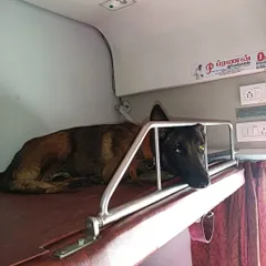 A military K9 resting comfortably on the top berth of a train coupe during the journey from Chennai to Delhi. We ensure they have a secure and restful environment.