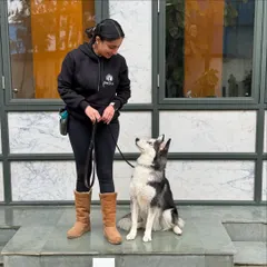 Working with Obi on his focus. For anxious dogs, teaching them to look to their handler for guidance instead of panicking is a game-changer.