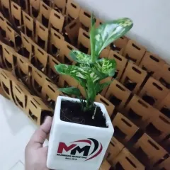 This Aglaonema Snow White, customized for Maaber Marketing, is ready to be packaged. In the background, you can see stacks of our carriers, demonstrating our readiness for large-scale event orders.