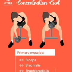 A detailed guide to the Dumbbell Concentration Curl. This infographic breaks down the primary muscles worked and provides key tips on form to ensure you're isolating the bicep for maximum growth.