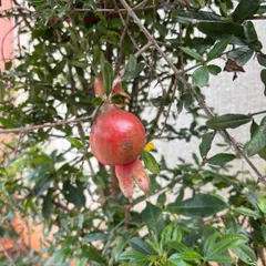 A beautiful pomegranate growing on a tree. The skin of this fruit gives a wonderful range of colors, from yellows to deep browns, depending on how you use it.