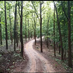 This winding path through the forest reminds me that every detour in life is a blessing. We must trust the journey, even when we cannot see the destination.