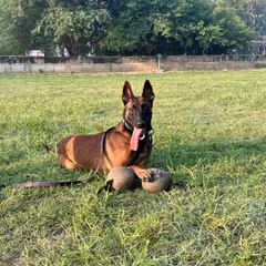 A dog's focus on their reward is everything. My leather reward ball is designed for working dogs. It's tough enough for a strong grip but has the right texture to be a high-value reward that dogs love to work for.
