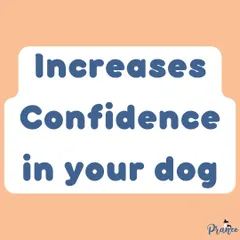 The goal of socialization is to increase your dog's confidence. A confident dog is less likely to be fearful or reactive when faced with new things.