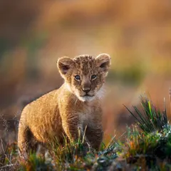 A fluffy lion cub in the golden morning light of the Masai Mara. Capturing the youngsters of the wild is always a heartwarming experience.