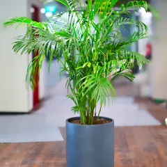 This tall Areca Palm in a modern grey cylindrical planter is perfect for adding a tropical feel and improving air quality in office hallways or reception areas.