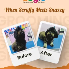 From scruffy to snazzy! This is the kind of transformation that makes us love what we do. We believe every grooming session is a chance to bring out your pet's inner superstar, and this glow-up is proof.