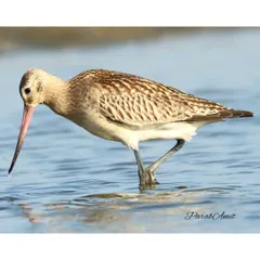 The Bar-tailed Godwit probes the shallow water for food. This bird is a migration champion, and seeing it on our shores is a reminder of its incredible journey from its Arctic breeding grounds.