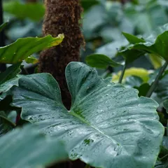 Meet the Philodendron 'Jungle Fever'. Its bold, heart-shaped leaves and minimal care needs make it one of the easiest ways to add a lush, tropical touch to your indoor space.