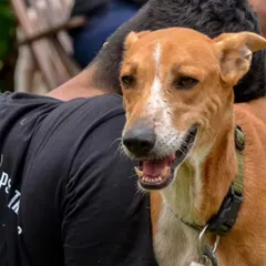 We believe in fostering the human canine bond. Our ranch provides the perfect setting for you to connect with your dog away from the city. Our team of certified trainers is always here to help you understand your dog's behavior and strengthen your relationship.