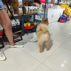 Peanut showing off his fluffy, clean coat as he explores the shop after his spa treatment.