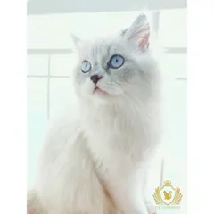 This gorgeous adult cat with striking blue eyes is one of our resident beauties. Seeing our healthy and well-cared-for adult cats gives you an idea of the genetic quality and loving environment your future kitten comes from.