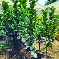 These are healthy Fiddle Leaf Fig plants, which are very popular for indoor decoration. I can supply these and other indoor plants that are suited for the light conditions in your home or office.