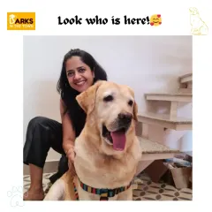 A beautiful Labrador enjoying some love at our salon. We believe in building a friendly and trusting relationship with every pet we groom.