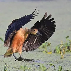 A Lesser Whistling Duck flares its wings just before touchdown, a dramatic moment of arrested motion. We study these behaviors to anticipate the shot and capture the peak of the action.