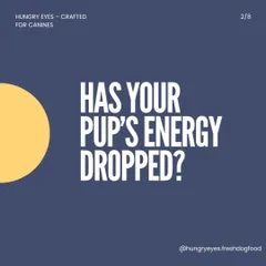 Noticing a drop in your pup's energy? It could be linked to their gut health. A balanced diet can make a world of difference.